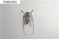雙瞳黃天牛(蘭嶼粗天牛)藏品圖，第4張